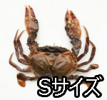 冷凍 脱皮カニ(ソフトシェルクラブ)S