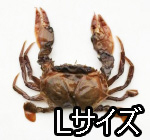 冷凍 脱皮カニ(ソフトシェルクラブ)L